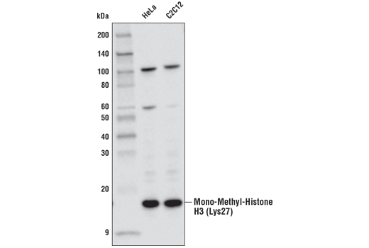 Mono-Methyl-Histone H3 (Lys27) (D3R8N) Rabbit mAb