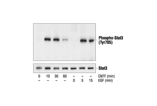 Phospho-Stat3 (Tyr705) Antibody