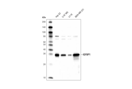 IGFBP1 (D4E9T) XP Rabbit mAb