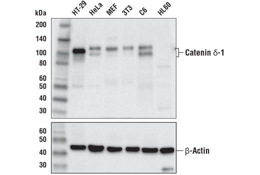 Catenin δ-1 (D7S2M) XP Rabbit mAb