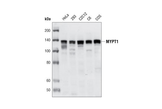 MYPT1 Antibody