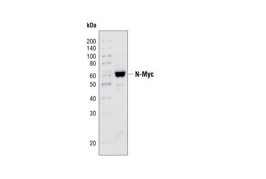 N-Myc Antibody