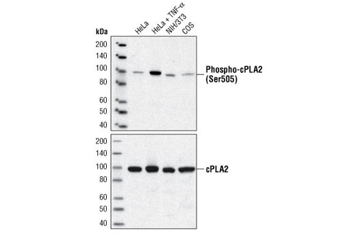 Phospho-cPLA2 (Ser505) Antibody