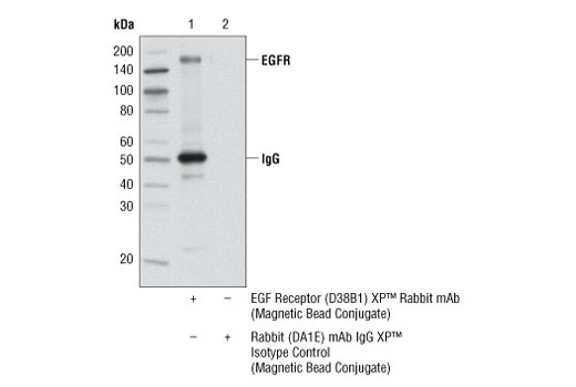 Rabbit (DA1E) mAb IgG XP Isotype Control (Magnetic Bead Conjugate)
