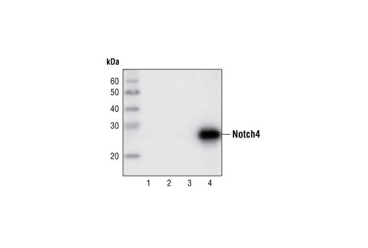 Notch4 (L5C5) Mouse mAb