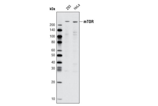 mTOR (L27D4) Mouse mAb