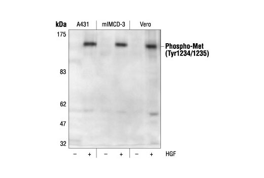 Phospho-Met (Tyr1234/1235) Antibody