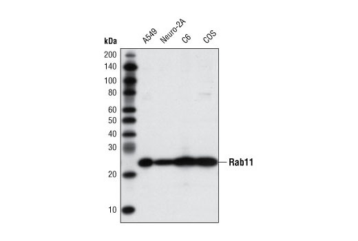Rab11 (D4F5) XP Rabbit mAb