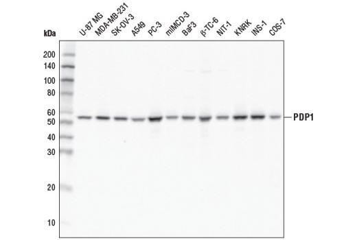PDP1 (D8Y6L) Rabbit mAb