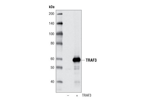 TRAF3 Antibody