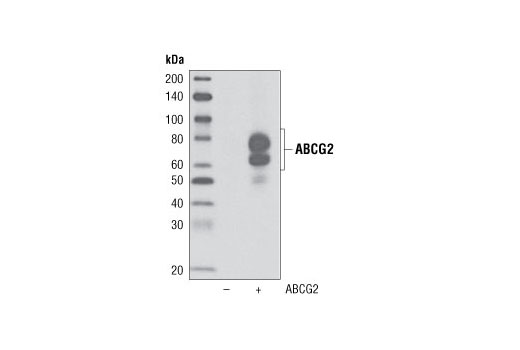 ABCG2 Antibody