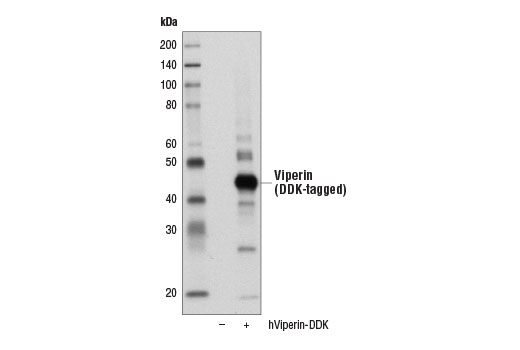 Viperin (D5T2X) Rabbit mAb