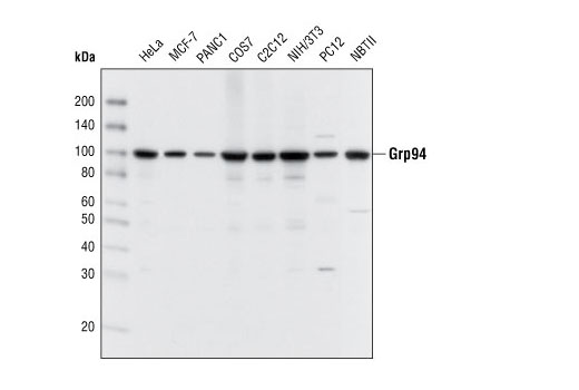 ER Protein Folding Antibody Sampler Kit