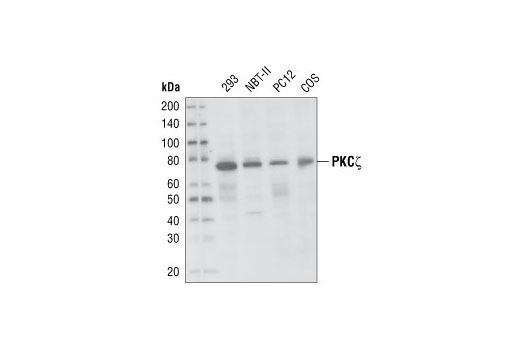 PKCζ (C24E6) Rabbit mAb
