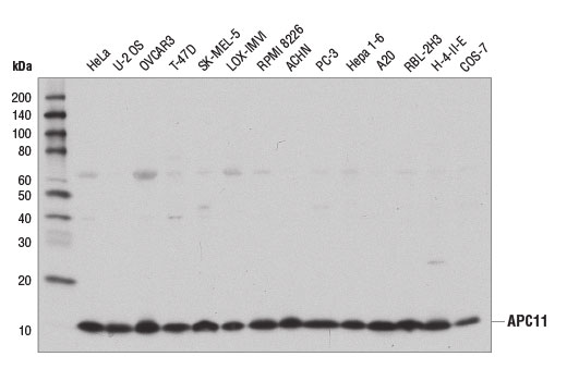 APC11 (D1E7Q) Rabbit mAb