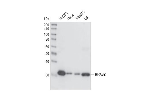 RPA32/RPA2 (4E4) Rat mAb