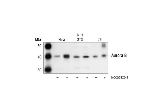 Aurora B/AIM1 Antibody
