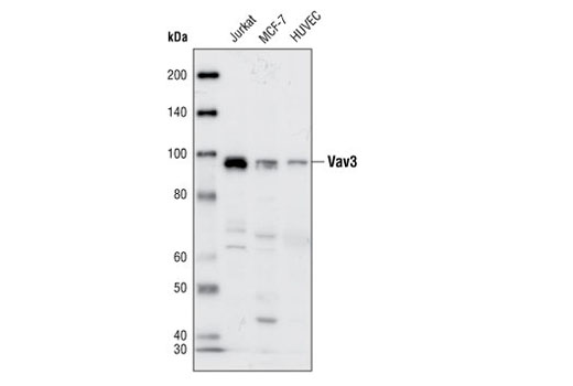 Vav3 Antibody