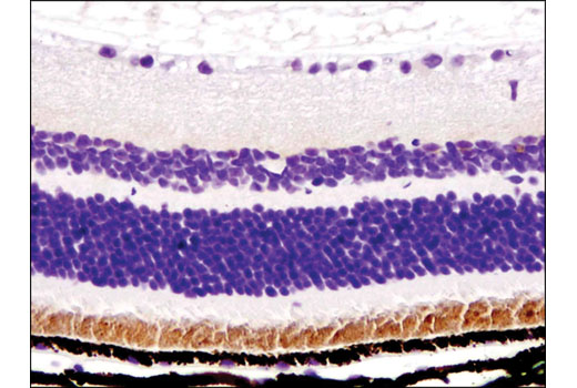 Rhodopsin (D4B9B) Rabbit mAb