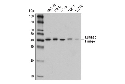Lunatic Fringe (D6V2V) Rabbit mAb