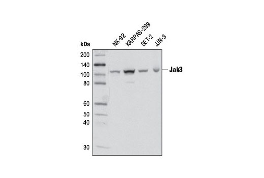 Jak3 (D1H3) Rabbit mAb