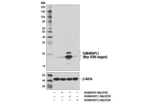 GABARAPL1 (D5R9Y) XP Rabbit mAb