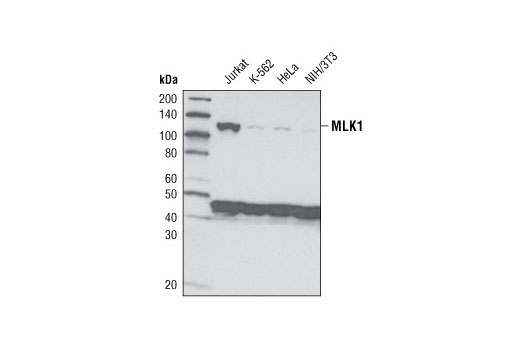 MLK1 (D66E2) Rabbit mAb