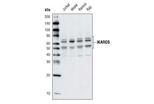 Ikaros Antibody