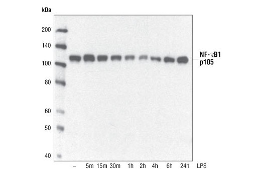 NF-κB1 p105 Antibody