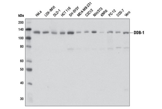 DDB-1 (D4C8) Rabbit mAb