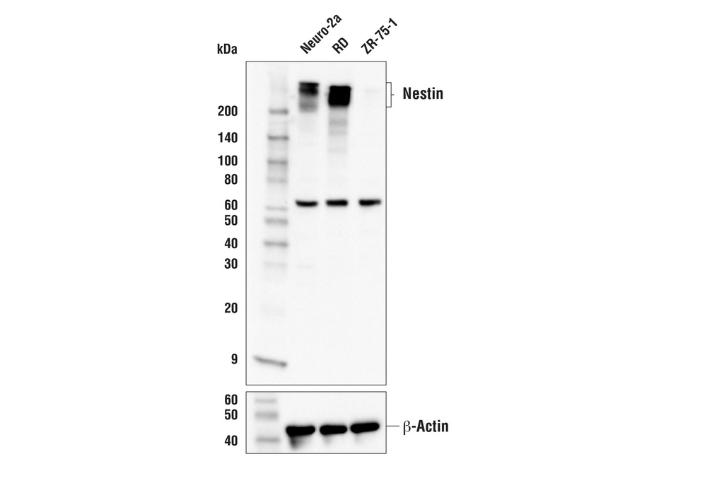 Nestin Antibody