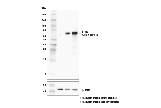 E-Tag (D1U2Q) Rabbit mAb