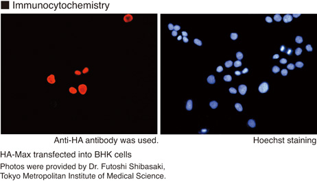 Anti-HA-tag pAb