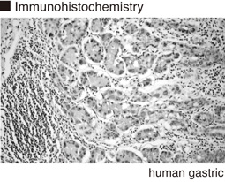 Anti-Proton Pump (H,K-ATPase α subunit) mAb