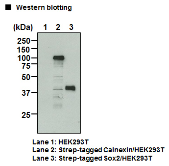 Anti-Strep-tag II mAb