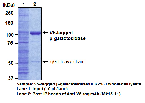 Anti-V5-tag mAb-Magnetic Beads