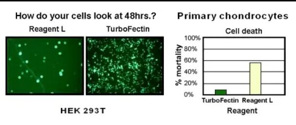 TurboFectin Transfection Reagent (1 mL in 1 vial)