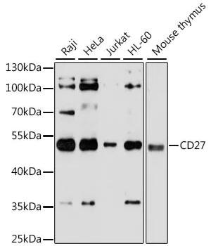 Anti-CD27 antibody