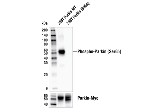 Phospho-Parkin (Ser65) Antibody
