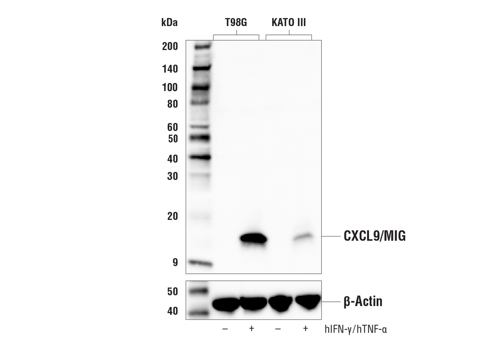 CXCL9/MIG (E6Z5W) Rabbit Monoclonal Antibody
