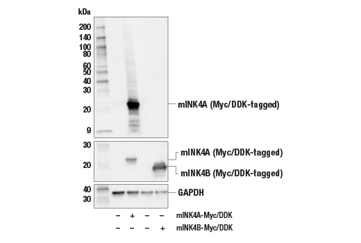 p16 INK4A (E5F3Y) Rabbit mAb