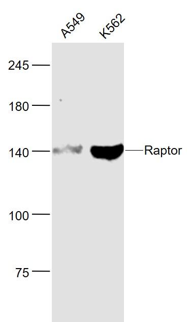 mTOR相关调控蛋白单克隆抗体