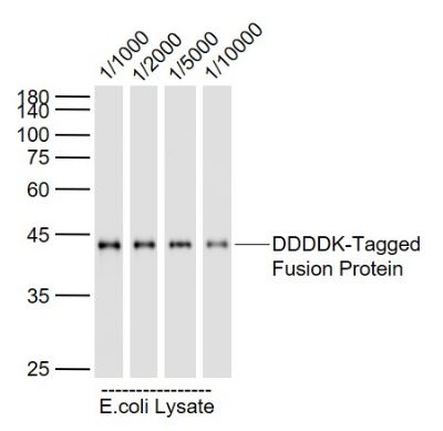 Flag Tag标签单克隆抗体