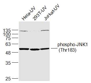 磷酸化氨基末端激酶1抗体