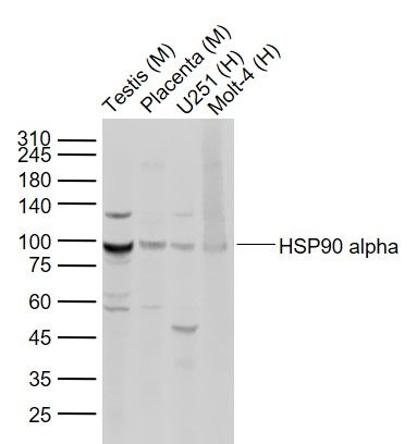 热休克蛋白90a抗体