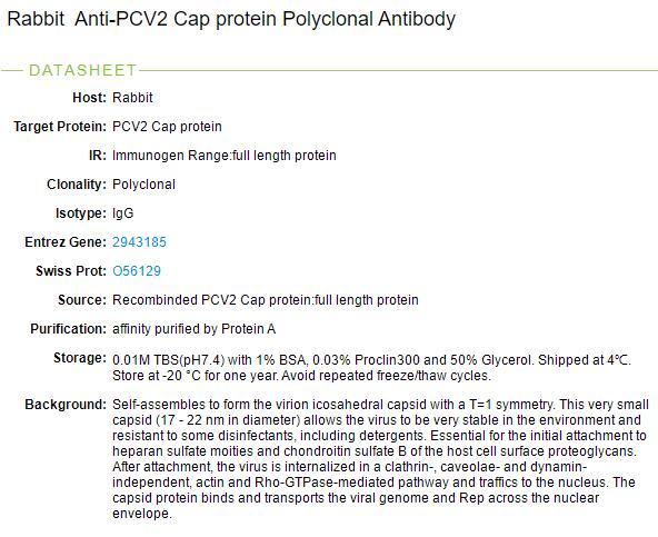 猪圆环病毒CAP蛋白质抗体