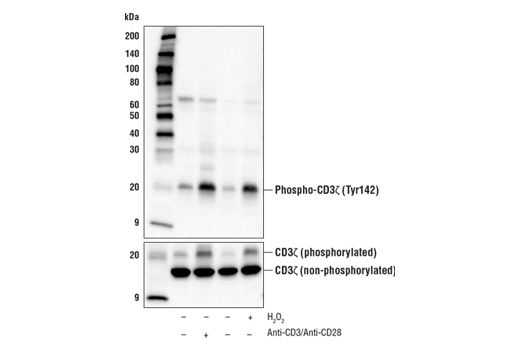 Phospho-CD3ζ (Tyr142) Antibody