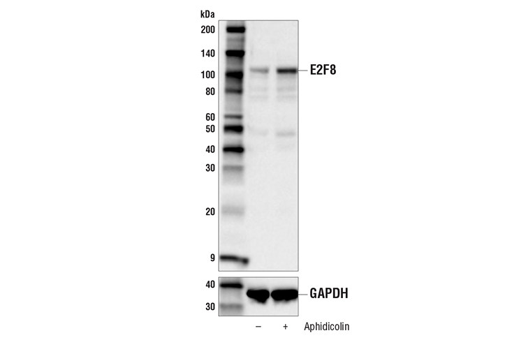 E2F8 (E8I3L) Rabbit mAb