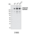 Fatty Acid Synthase (C20G5) Rabbit mAb