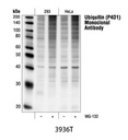 Ubiquitin (P4D1) Mouse mAb